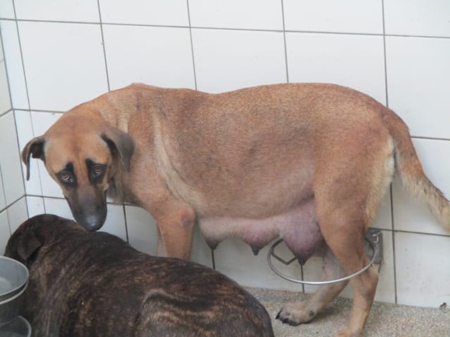 【待認養】混種犬 狗 (女生) - 高雄市壽山動物保護教育園區