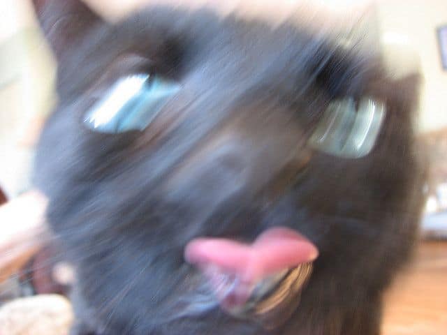 努比寵物造型屋