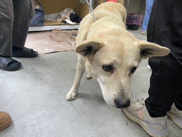 【待認養】混種犬 狗 (男生) - 臺北市動物之家