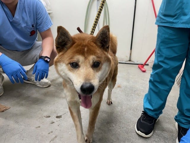 【待認養】柴犬 狗 (男生) - 臺北市動物之家