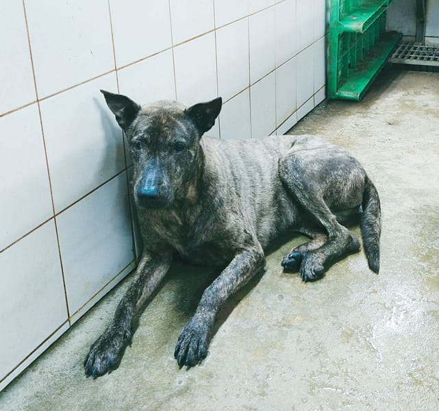 【待認養】混種犬 狗 (女生) - 新北市中和區公立動物之家