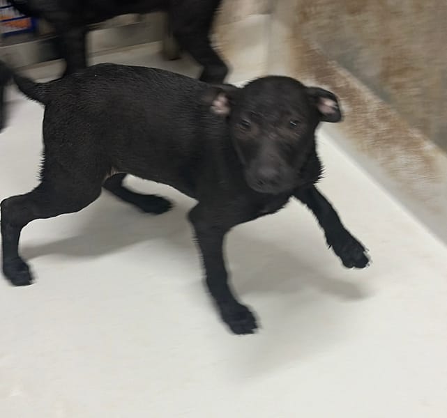 【待認養】混種犬 狗 (男生) - 基隆市寵物銀行