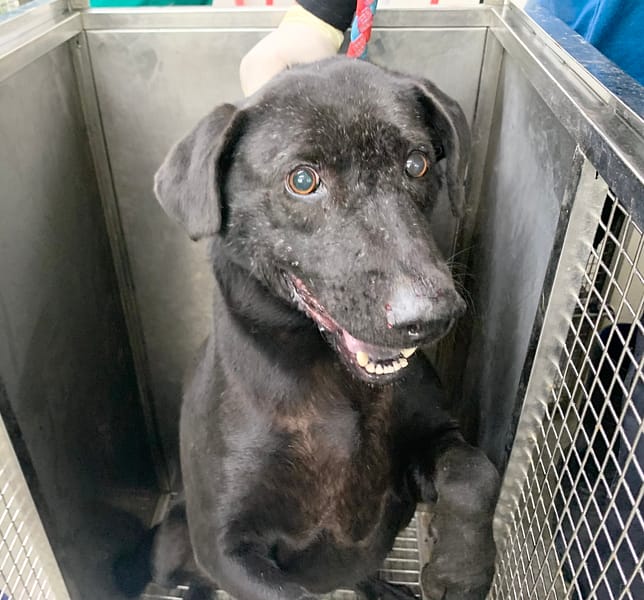 【待認養】混種犬 狗 (女生) - 臺北市動物之家