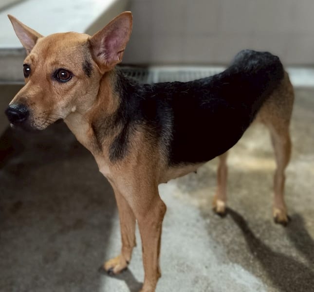 【待認養】混種犬 狗 (女生) - 花蓮縣狗貓躍動園區