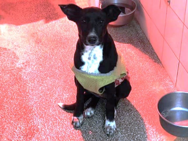 【待認養】混種犬 狗 (女生) - 高雄市壽山動物保護教育園區