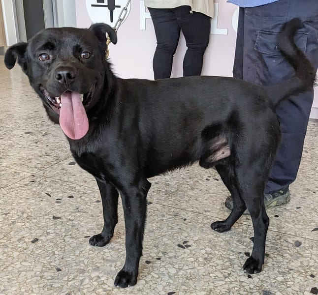 【待認養】混種犬 狗 (男生) - 花蓮縣狗貓躍動園區