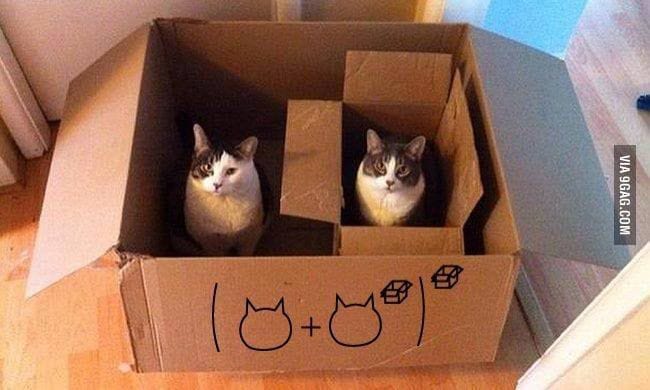 家寶緬因貓繁殖坊