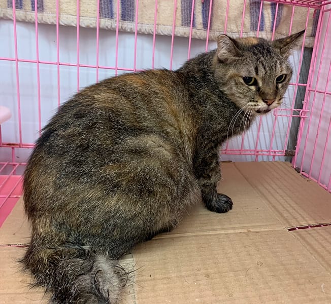 【待認養】混種貓 貓 (女生) - 臺北市動物之家