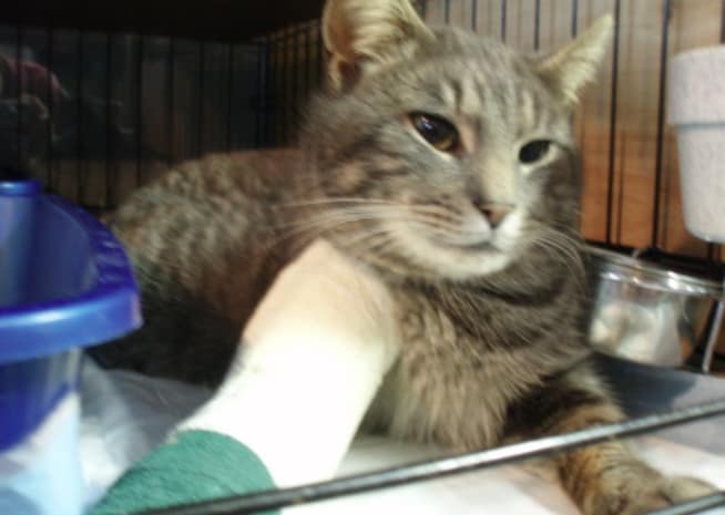 熊熊寵物美容館