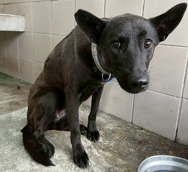 【待認養】混種犬 狗 (女生) - 花蓮縣狗貓躍動園區