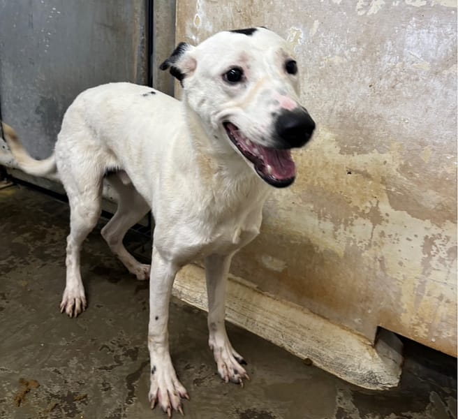 【待認養】混種犬 狗 (男生) - 臺北市動物之家