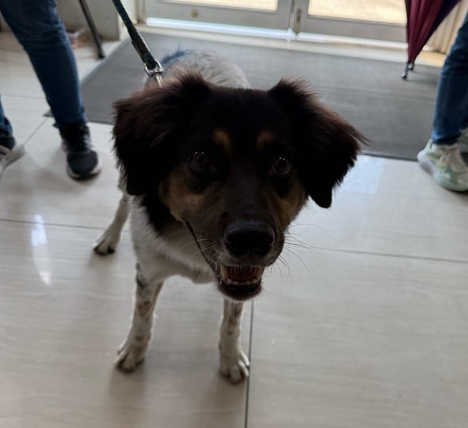 【待認養】混種犬 狗 (男生) - 嘉義市動物保護教育園區