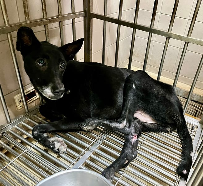 【待認養】混種犬 狗 (女生) - 高雄市燕巢動物保護關愛園區