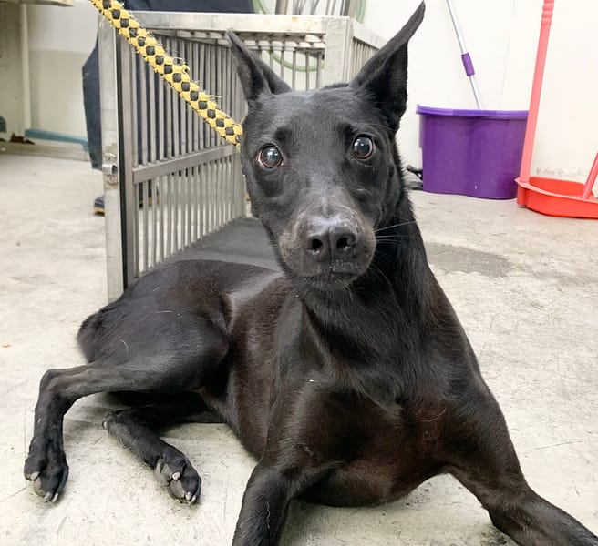 【待認養】混種犬 狗 (女生) - 臺北市動物之家