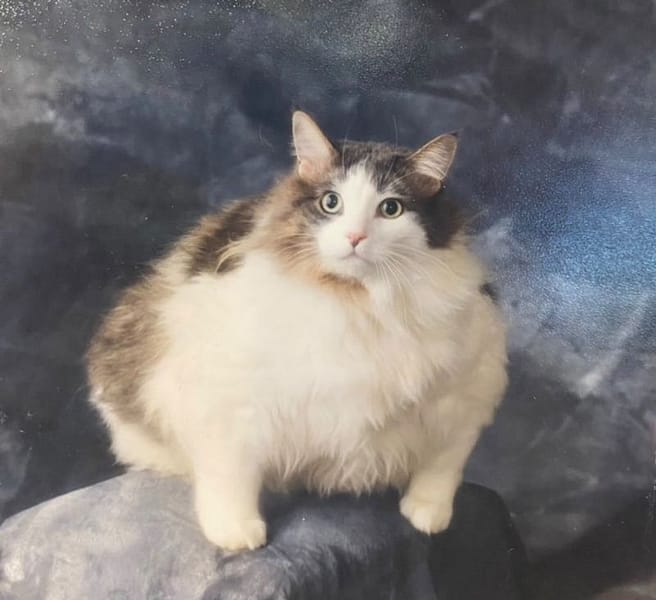 狗仔隊寵物用品有限公司