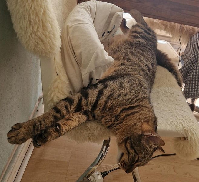 萬達寵物事業股份有限公司新維分公司