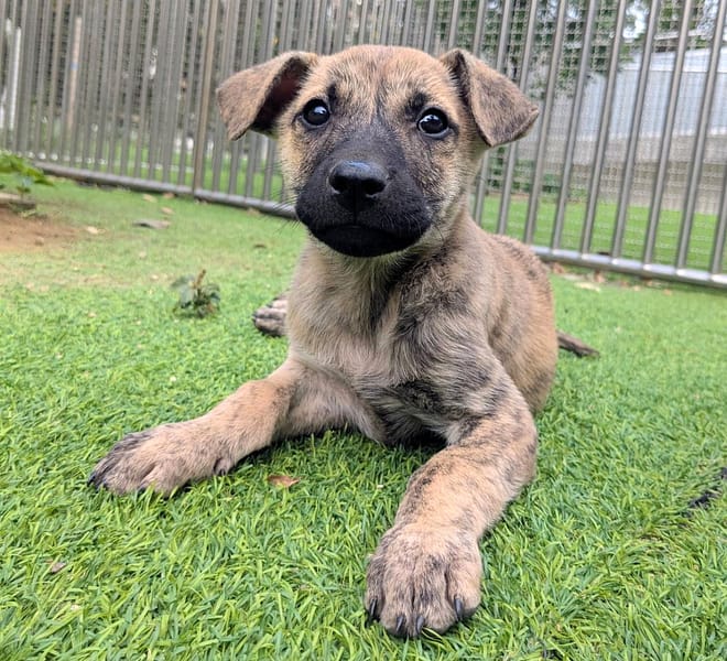 【待認養】混種犬 狗 (女生) - 新竹縣動物保護教育園區