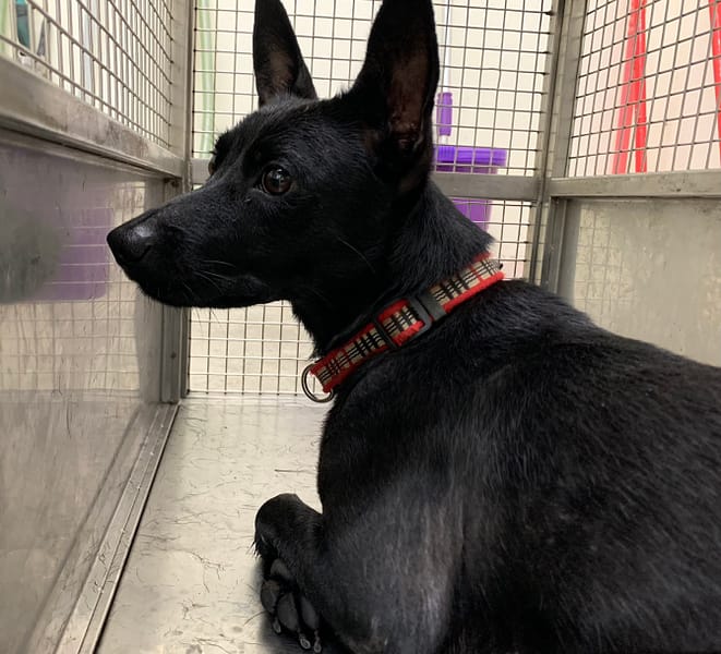 【待認養】混種犬 狗 (女生) - 臺北市動物之家