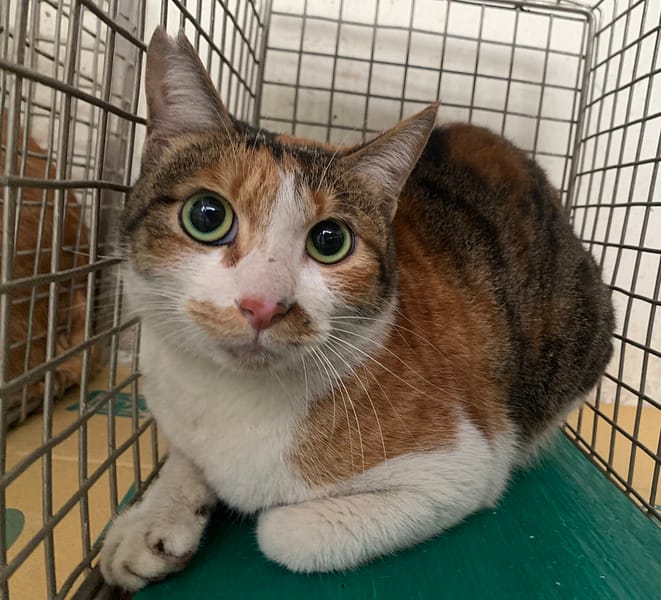 【待認養】混種貓 貓 (女生) - 臺北市動物之家