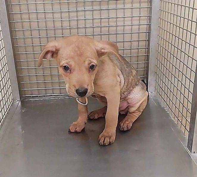 【待認養】混種犬 狗 (男生) - 嘉義市動物保護教育園區