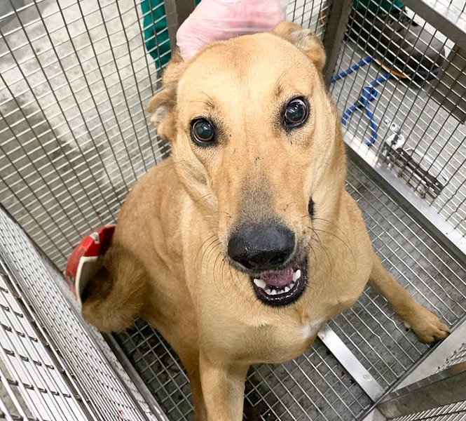 【待認養】混種犬 狗 (女生) - 臺北市動物之家