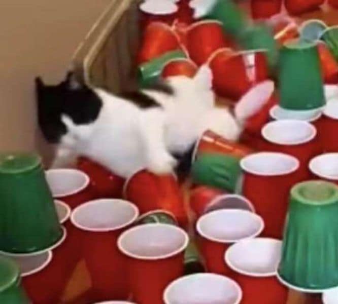 大魚寵物有限公司崇明分公司