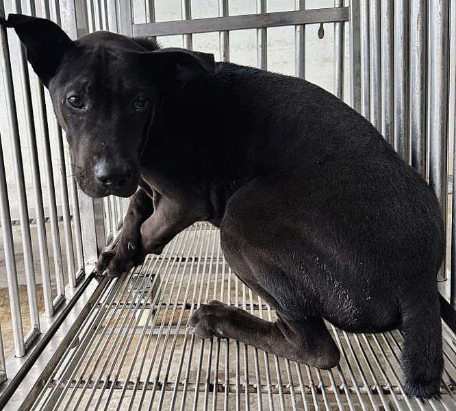 【待認養】混種犬 狗 (男生) - 花蓮縣狗貓躍動園區