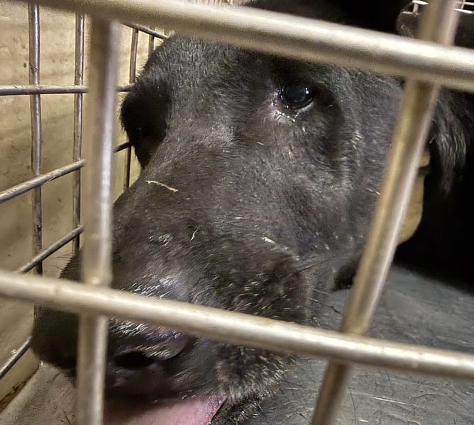 【待認養】混種犬 狗 (男生) - 嘉義市動物保護教育園區