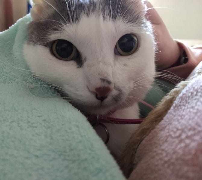 內門內豐台灣犬