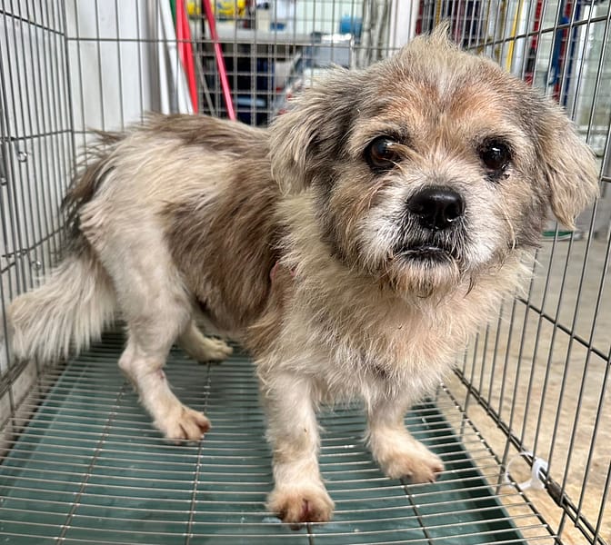 【待認養】混種犬 狗 (男生) - 花蓮縣狗貓躍動園區