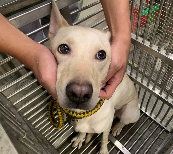 【待認養】混種犬 狗 (女生) - 臺北市動物之家