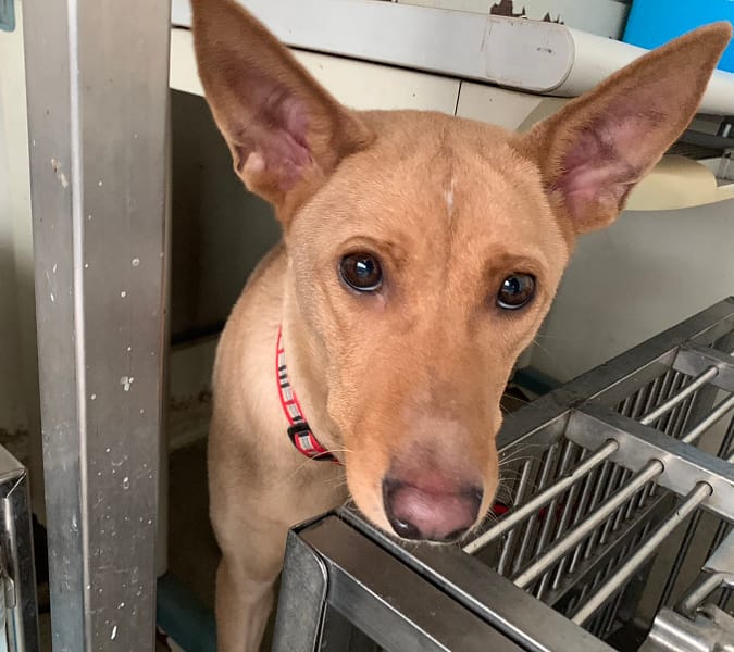 【待認養】混種犬 狗 (女生) - 臺北市動物之家