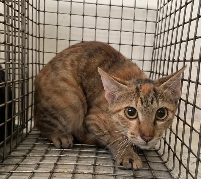 【待認養】混種貓 貓 (女生) - 臺北市動物之家