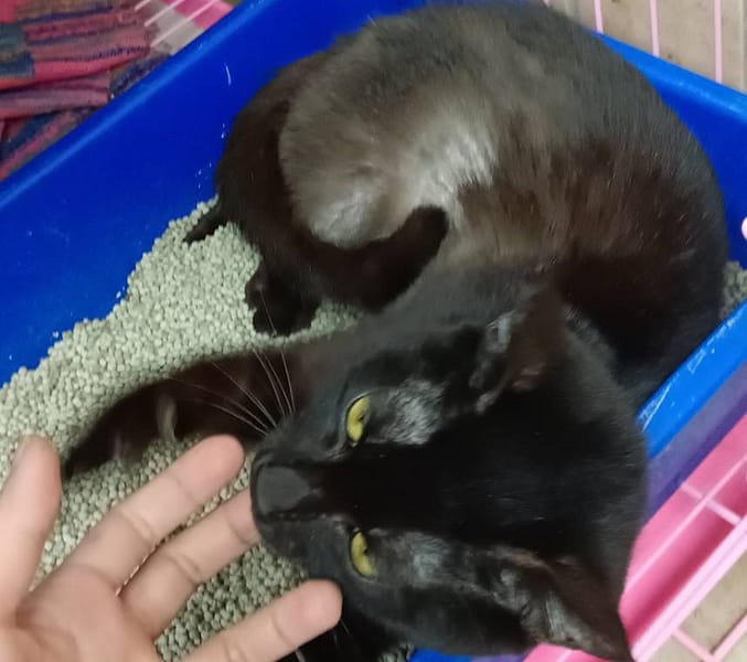 【待認養】混種貓 貓 (男生) - 新北市淡水區公立動物之家