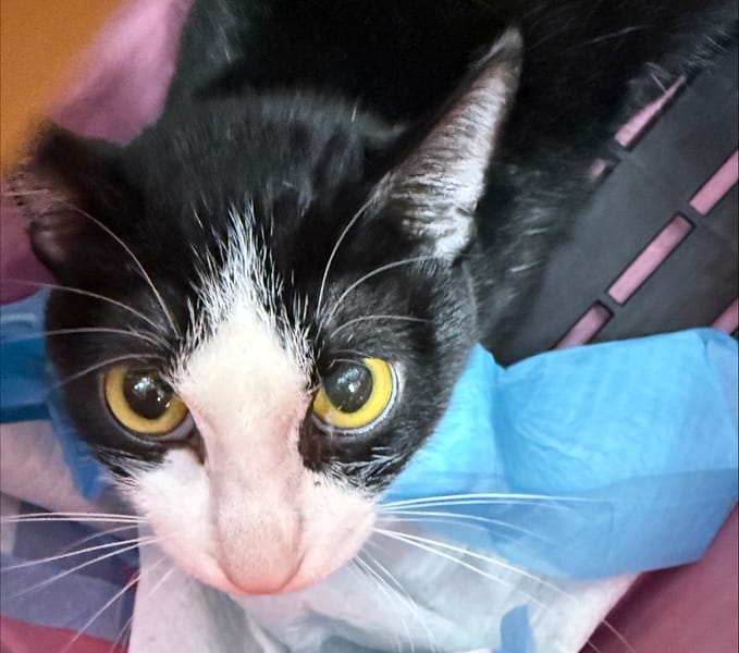 【待認養】混種貓 貓 (男生) - 新北市板橋區公立動物之家