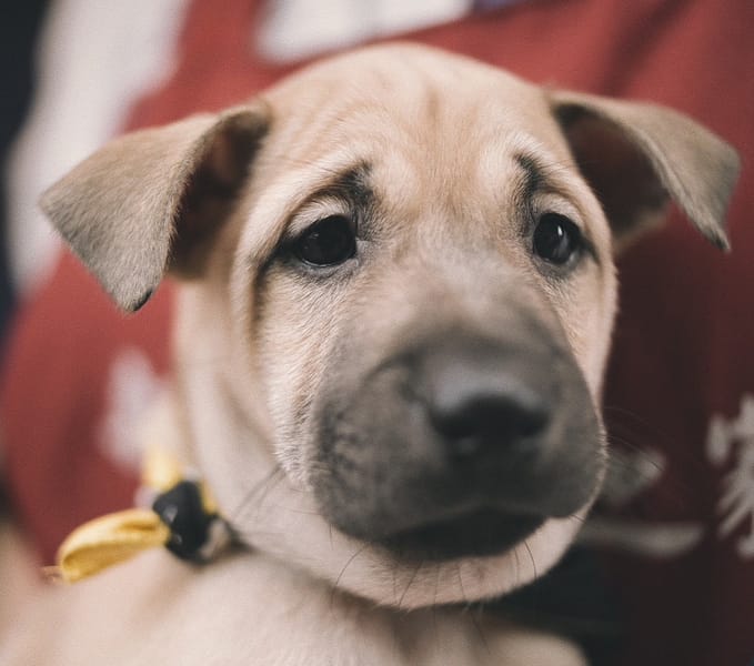 【待認養】混種犬 狗 (女生) - 新北市新店區公立動物之家
