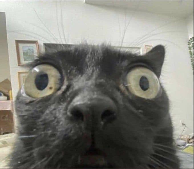 瑪米亞寵物生活館