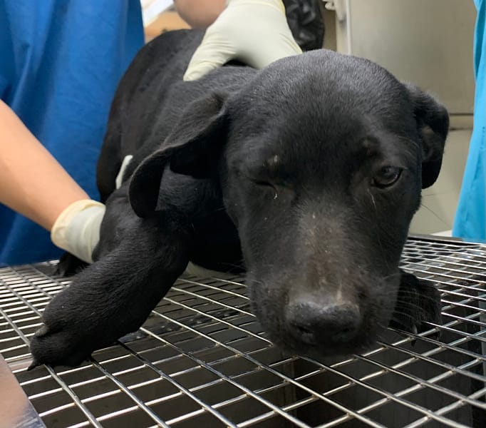 【待認養】混種犬 狗 (女生) - 臺北市動物之家