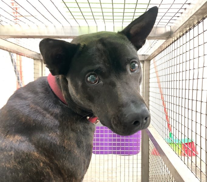 【待認養】混種犬 狗 (男生) - 臺北市動物之家