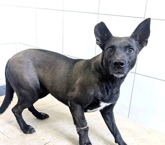 【待認養】混種犬 狗 (女生) - 新竹縣動物保護教育園區