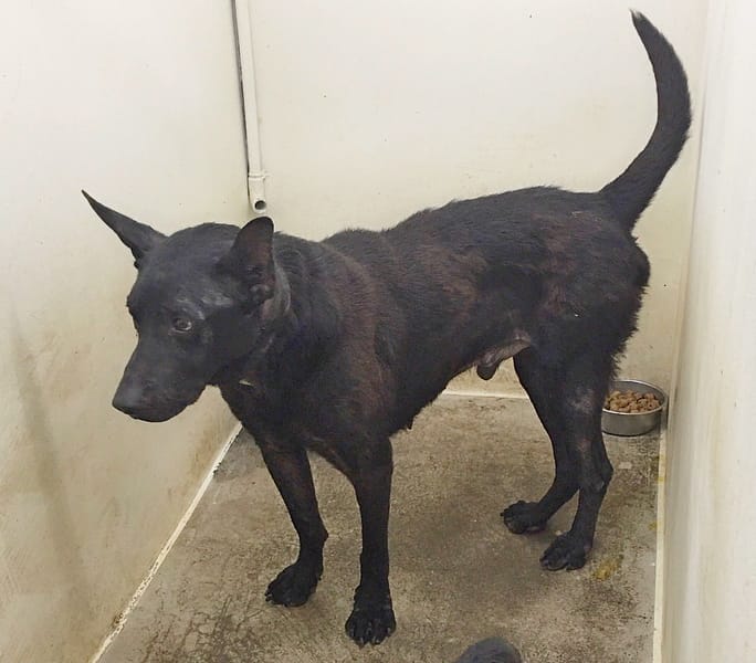 【待認養】混種犬 狗 (男生) - 臺北市動物之家