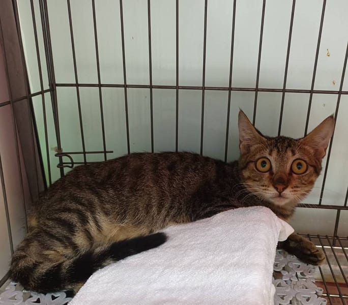 【待認養】混種貓 貓 (男生) - 新北市板橋區公立動物之家
