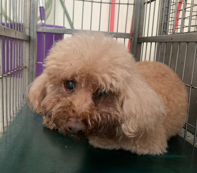 【待認養】貴賓犬 狗 (女生) - 臺北市動物之家