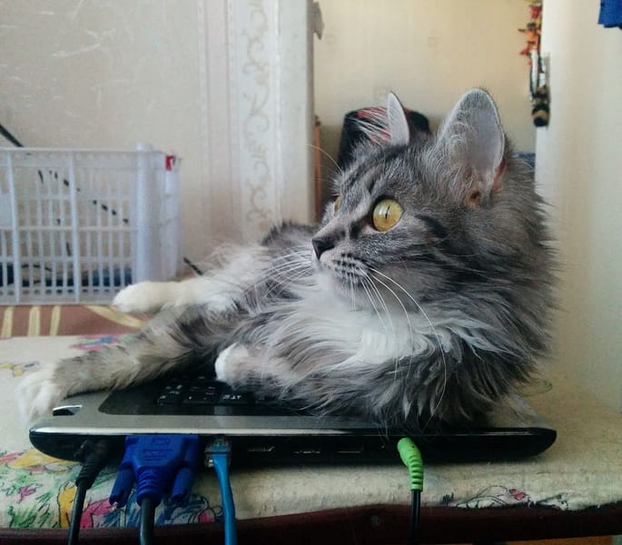 藏貓坊國際貓舍