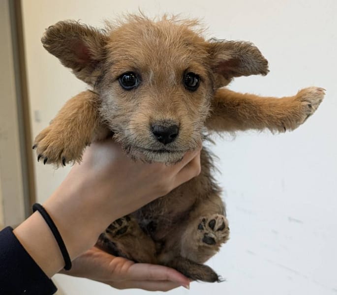 【待認養】混種犬 狗 (男生) - 花蓮縣狗貓躍動園區