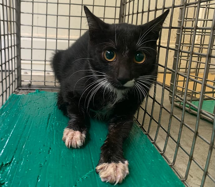 【待認養】混種貓 貓 (男生) - 臺北市動物之家