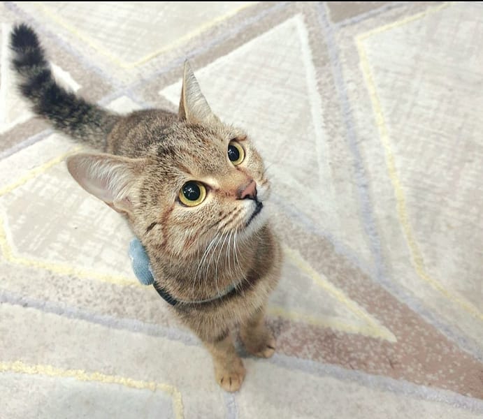 理毛寵物美容坊