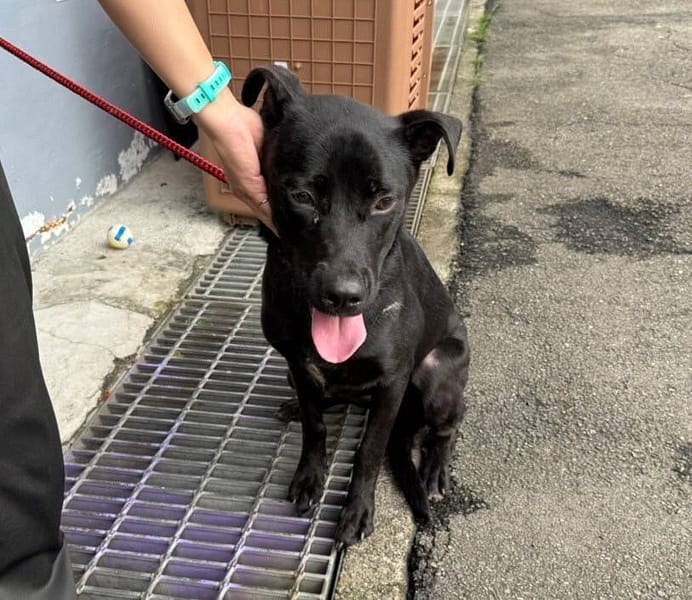 【待認養】混種犬 狗 (女生) - 新北市板橋區公立動物之家
