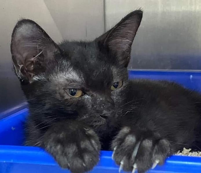 【待認養】混種貓 貓 (女生) - 新北市三芝區公立動物之家