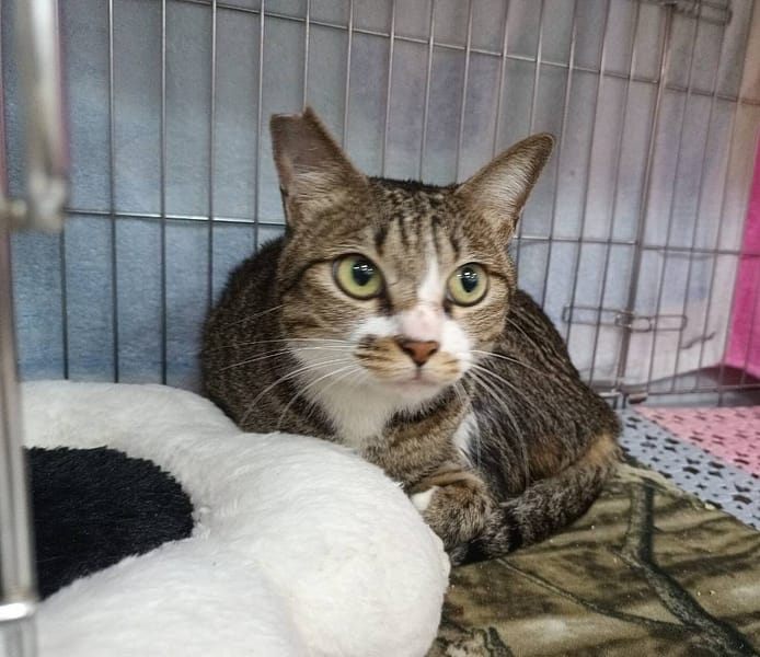 【待認養】混種貓 貓 (女生) - 新北市板橋區公立動物之家